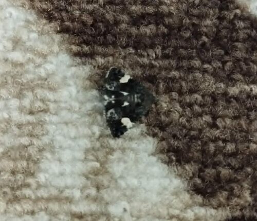 Four-spotted Moth