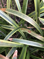 Colletotrichum liriopes