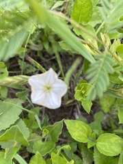 Convolvulus equitans