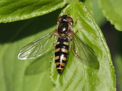 Epistrophella euchroma