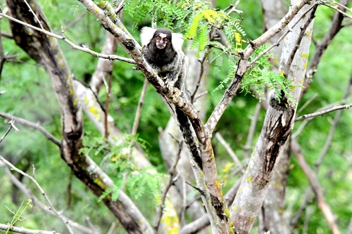 Common Marmoset
