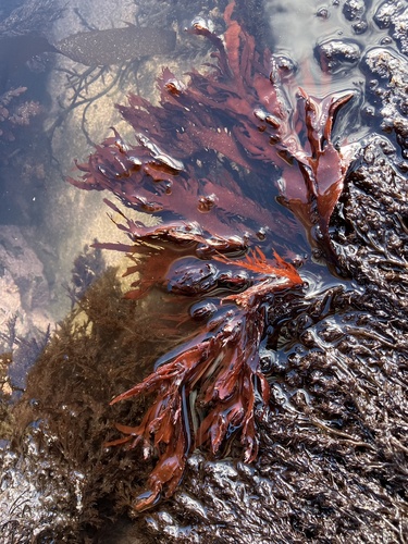 Farlowia compressa, 2026-06-03