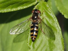 Epistrophella euchroma