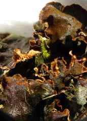 Peltigera ponojensis