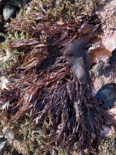 Farlowia mollis observed 2026-06-03