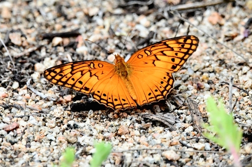 Mexican Fritillary