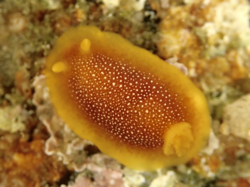 Yellow-gilled Sea Goddess