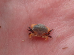 Cycloxanthops novemdentatus