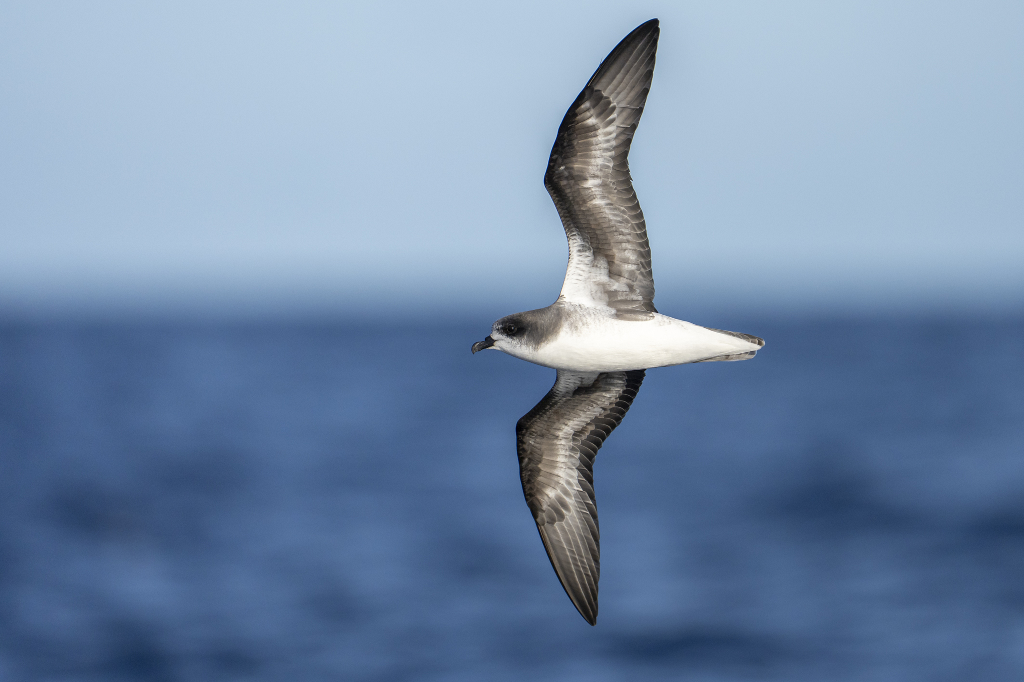 Zino's Petrel (Pterodroma madeira), photo 2