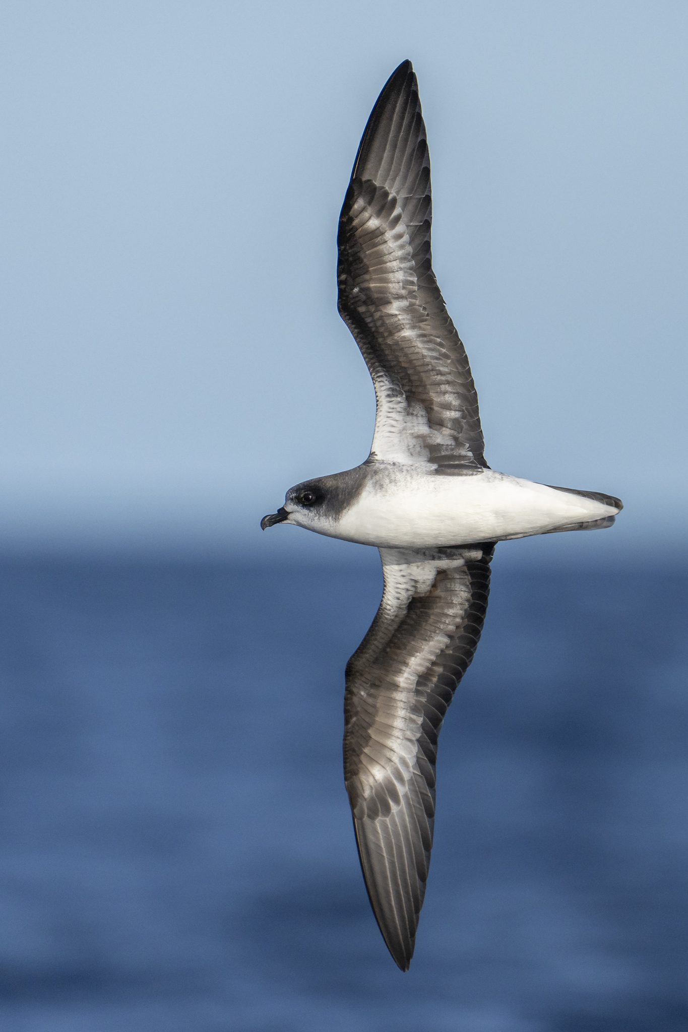 Zino's Petrel (Pterodroma madeira), photo 3