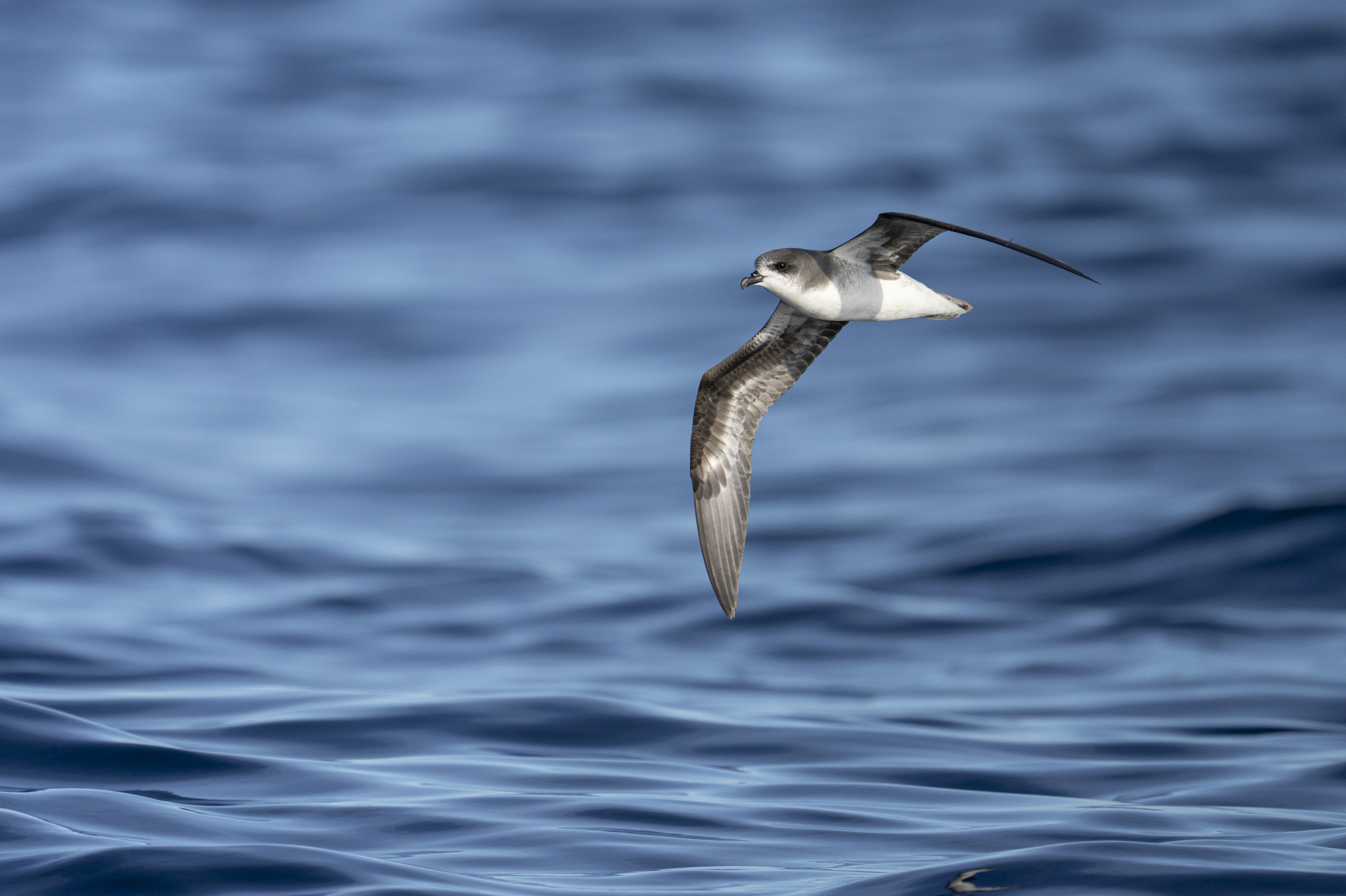 Zino's Petrel (Pterodroma madeira), photo 6