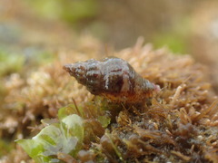 Ocinebrina