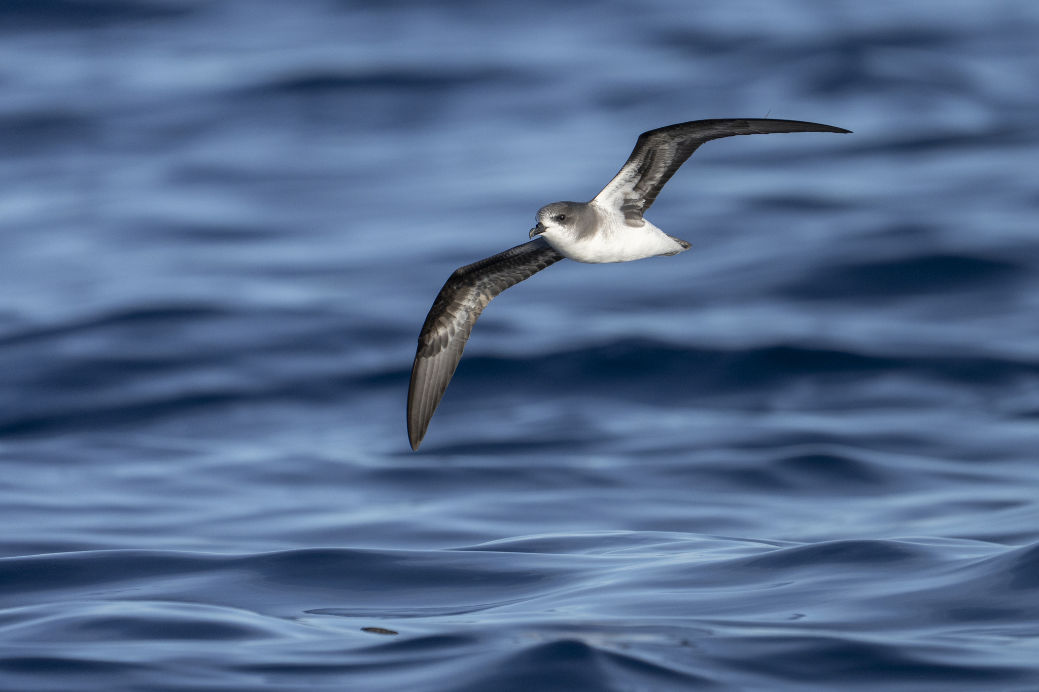 Zino's Petrel (Pterodroma madeira), photo 7