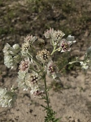 Hymenopappus artemisiifolius