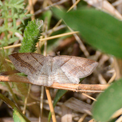 Petrophora subaequaria