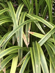 Colletotrichum liriopes