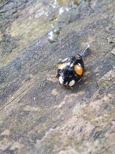 Asian Lady Beetle