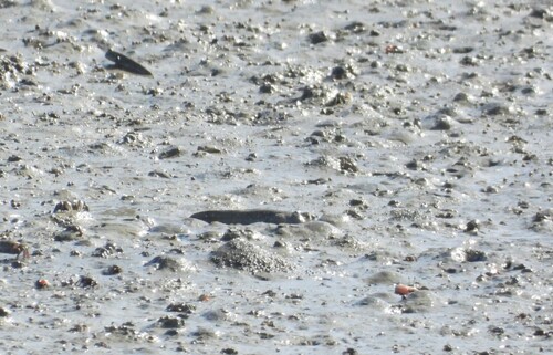 Great Blue-spotted Mudskipper