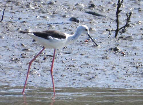 Black-winged Stilt