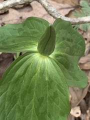 Trillium viride