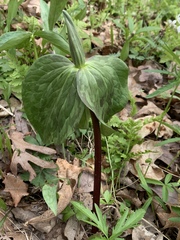 Trillium viride