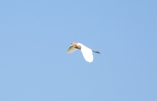 Eastern Cattle-Egret