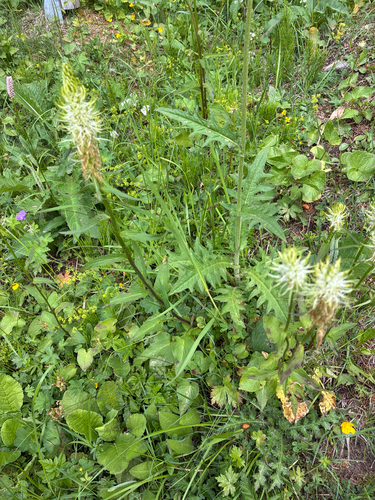 Spiked rampion