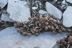 Sedum chrysicaulum