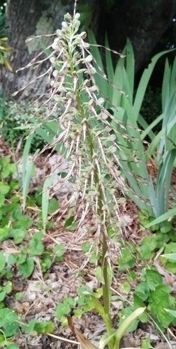 Lizard Orchid