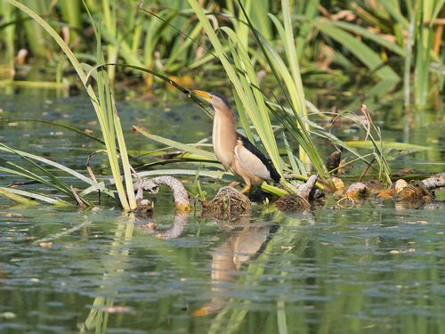 iNaturalist: (c) valter_c, some rights reserved (CC BY-NC), uploaded by valter_c iNaturalist image