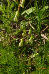 Asparagus tenuifolius