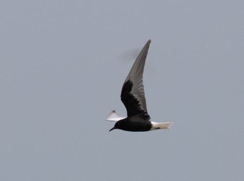 iNaturalist: (c) avocat, some rights reserved (CC BY-NC), uploaded by avocat iNaturalist image
