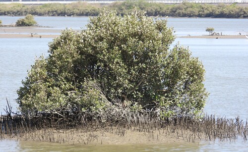 Grey Mangrove