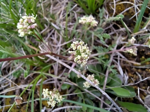 Trinia glauca, photograph 5