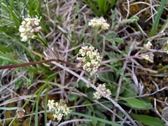 Trinia glauca, photograph (c) Yves Bas, some rights reserved (CC BY)