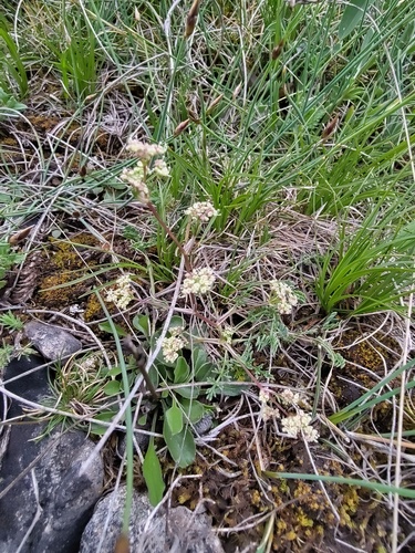 Trinia glauca, photograph 6