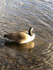 Branta canadensis