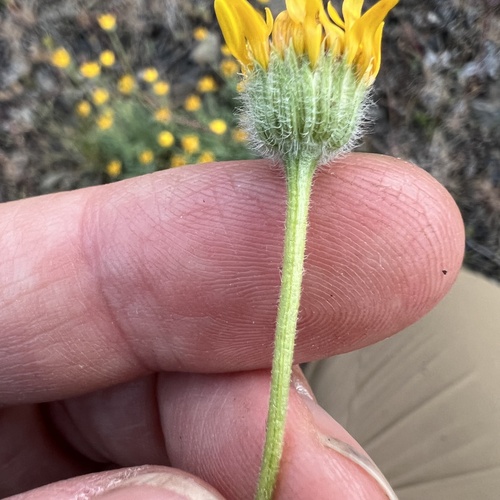 Erigeron chrysopsidis, photograph 6