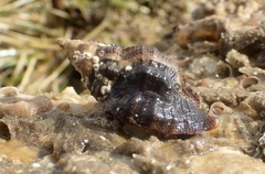 Ceratostoma nuttalli image