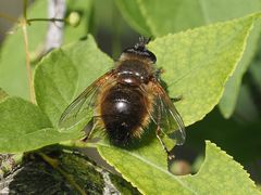 Tachina lurida
