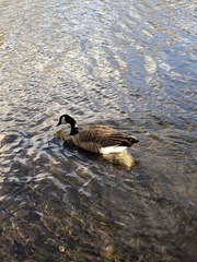 Branta canadensis