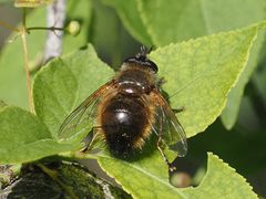 Tachina lurida