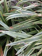 Colletotrichum liriopes