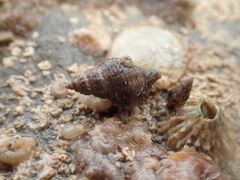 Paciocinebrina gracillima