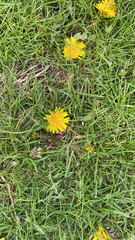 Taraxacum