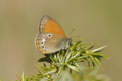 Coenonympha glycerion