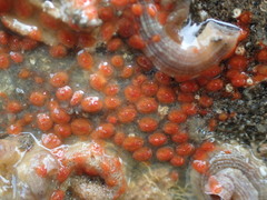 Metandrocarpa taylori