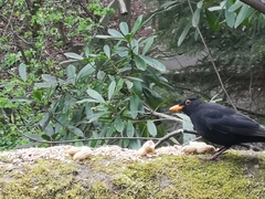 Turdus merula