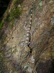 Cyrtodactylus yoshii
