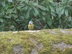 Cyanistes caeruleus